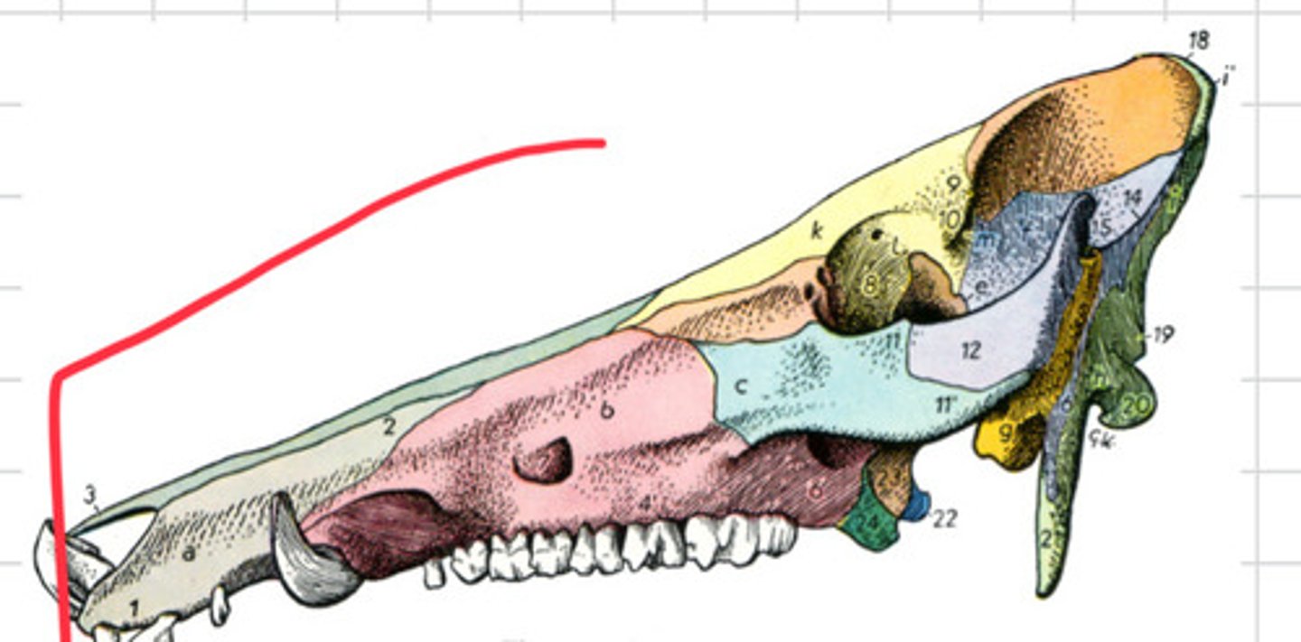 <p>What animal skull is this?</p>