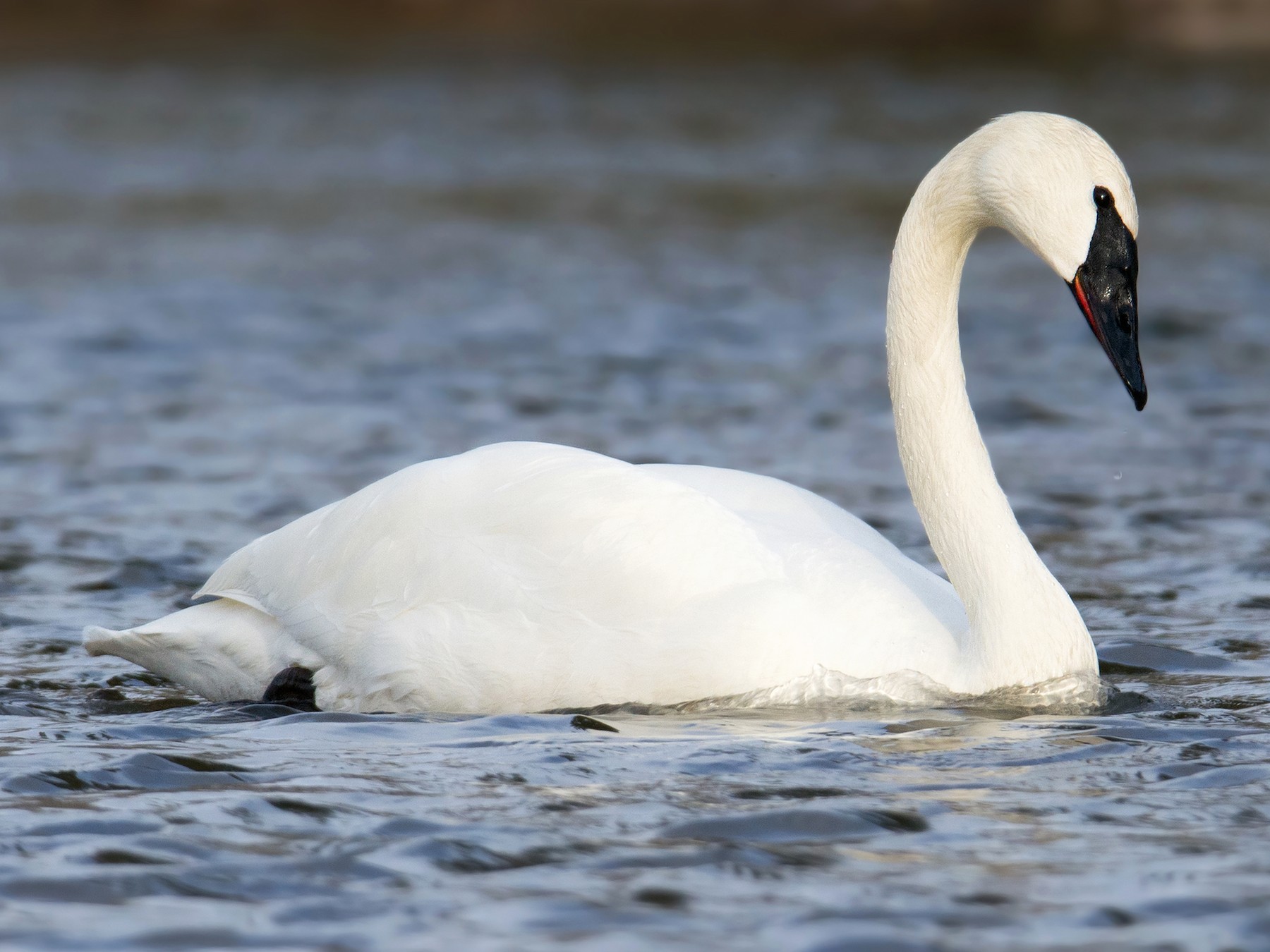 Anseriformes - Anatidae - Cygnus buccinator
