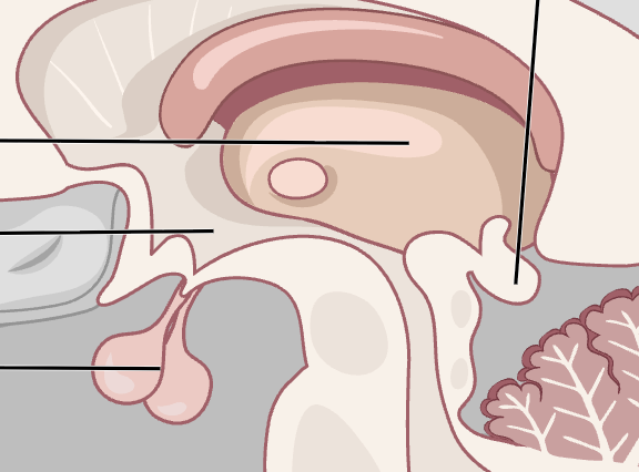 <p>label structures of the diencephalon</p>