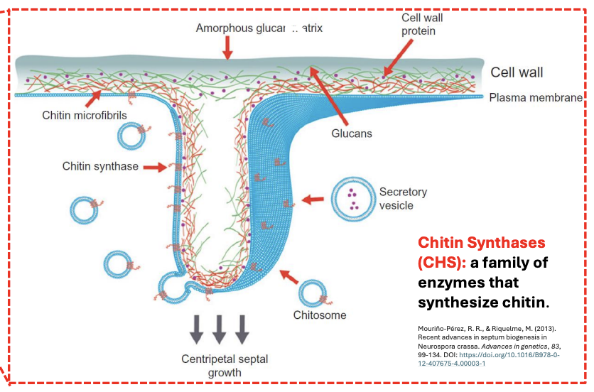 <p><strong>FALSE</strong></p><p>The plasma membrane is critical for septum formation as it <u>houses enzymes like chitin synthase and coordinates the assembly</u> of wall components.</p>