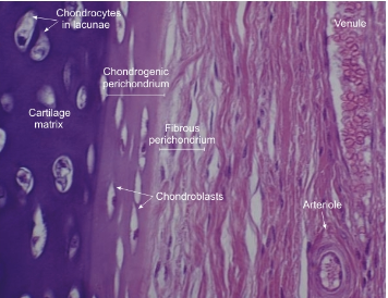 <p>Cartilage cells (chondrocytes) surrounded by transparent collagen fibers, Chondrocytes surrounded by purple lacunae. Their function is to Rigid support with flexibility, foundation for bone formation, provide free movement between bones. Found in long bones, and articulating surface of bones</p>