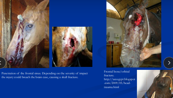 <p><span style="background-color: transparent;"><strong>Cranial Trauma</strong></span></p>