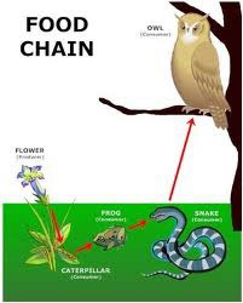 <p>A food chain shows how food and energy passes from one organism to another in an ecosystem.</p>