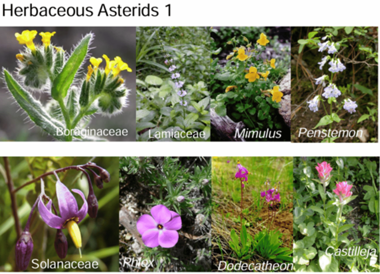 <p>What are the Shared Features of the First Group of Herbaceous Astrids?</p>