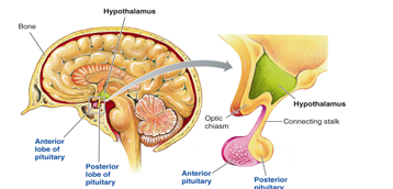 <p>hypothalamus: key regulator of the endocrine system. It integrates signals from the brain and the body, using this information to control hormonal secretions. regulates the function of thyroid, adrenal gland, reproductive glands</p><p>pituitary gland (master gland): releases hormones that regulate many bodily functions. responsible for somatic growth lactation, milk secretion</p>