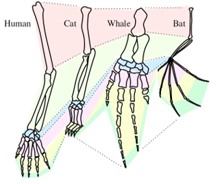 <p>Similarity between different taxa based on <strong>shared ancestry</strong></p><p>Example: The bones of the tetrapod limb</p>