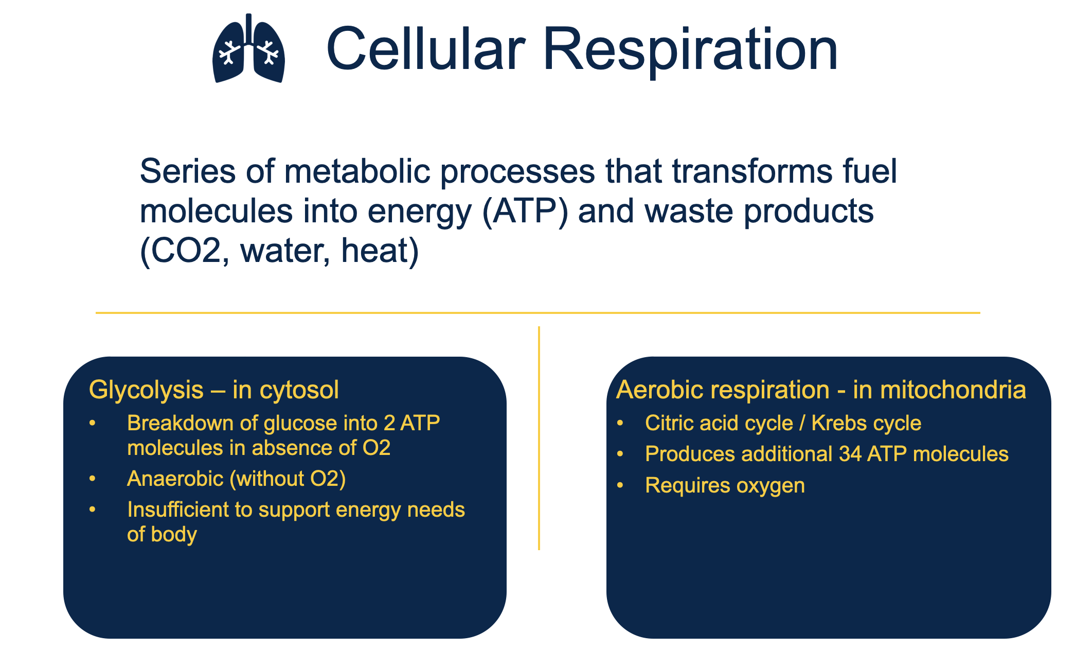 <p>cellular respiration is a series of metabolic processes that transforms fuel molecules into energy (ATP) and waste products (CO2, H2O, heat)</p><ul><li><p>aerobic = citric acid/krebs cycle</p><ul><li><p>requires oxygen, in mitochondria, produced additional 34 ATP molecs</p></li></ul></li><li><p>anaerobic = glycolysis </p><ul><li><p>breakdown of glucose into 2 ATP molecs, absence of oyxgen, insufficient to support energy needs of body, in cytosol</p></li></ul></li></ul><p></p>