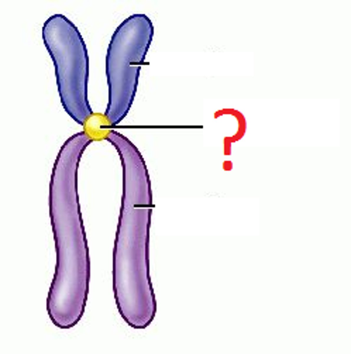 <p>divides chromosome/chromatid into arms</p>