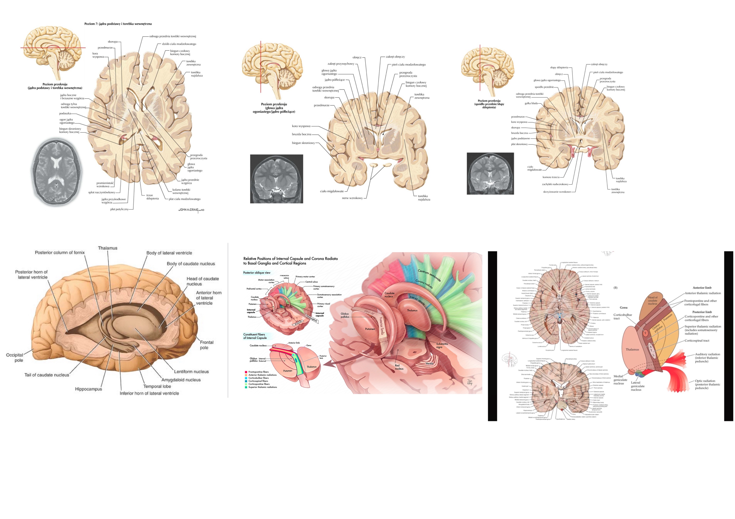 <ul><li><p>piramidowe</p><ul><li><p>korowo-rdzeniowa</p></li><li><p>korowo-jądrowa</p></li></ul></li><li><p>korowo-podkorowe</p><ul><li><p>korowo-mostowa</p></li><li><p>korowo-siatkowa</p></li><li><p>korowo-pokrywowa</p></li><li><p>korowo-prążkowiowa</p></li></ul></li><li><p>promienistość&nbsp;wzgórza</p><ul><li><p>promienistość&nbsp;wzrokowa</p></li><li><p>promienistość słuchowa</p></li></ul></li></ul>