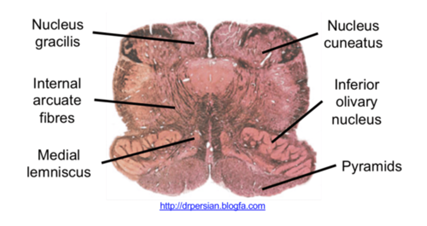 <p>what is this a transverse section of?</p>