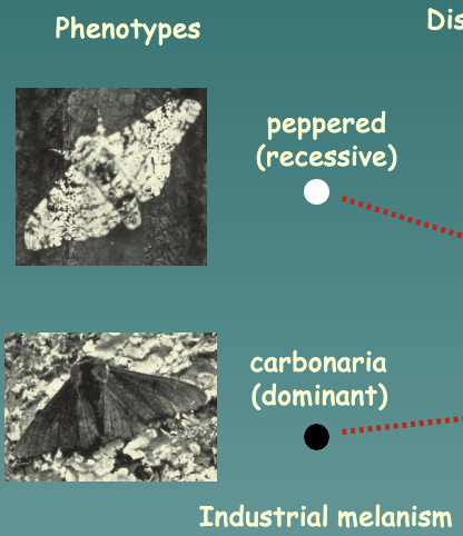 <ul><li><p>Example of a qualitative trait</p></li><li><p>Involves two phenotypes: peppered (recessive), and carbonara (dominant)</p></li></ul>