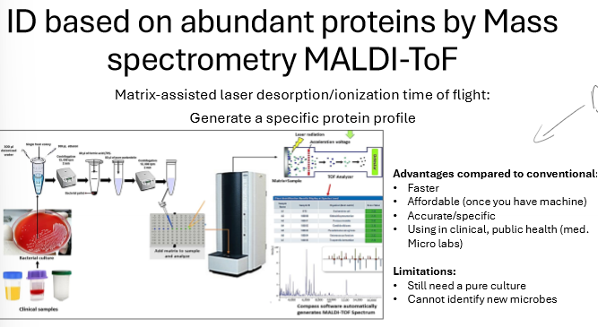 <ul><li><p>matrix-assisted laser desorption/ionization time of flight</p></li><li><p>generates a specific protein profile to ID microbe</p></li><li><p>advantage: fast, affordable, accurate, good in clinical settings</p></li><li><p>limitations: need pure culture, can’t identify new microbes</p></li></ul><p></p>