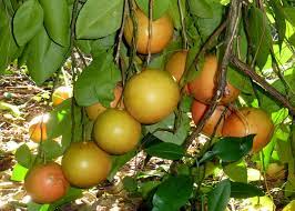 <p>Biological Origin:<strong> <em>Citrus paradisi </em>Macf. (Rutaceae)</strong></p><p>Common Name: <strong>Grapefruit</strong></p><p>Part used: <strong>Frutis, Leaves</strong></p><p><strong><u>Plant part w/ highest conc. of volatile oils: fruit peel, exocarp, rind</u></strong></p><p>Medicinal use:</p><p>●&nbsp;&nbsp;&nbsp;&nbsp;&nbsp;<strong>&nbsp; Antibacterial</strong></p><p><strong>●&nbsp;&nbsp;&nbsp;&nbsp;&nbsp;&nbsp; Anti-inflammatory</strong></p><p><strong>●&nbsp;&nbsp;&nbsp;&nbsp;&nbsp;&nbsp; Antimicrobial</strong></p><p>Medicinal Use:</p><p>●&nbsp;&nbsp;&nbsp;&nbsp;&nbsp;<strong>&nbsp; Immune system booster</strong></p><p><strong>●&nbsp;&nbsp;&nbsp;&nbsp;&nbsp;&nbsp; Anti-Cancer</strong></p><p><strong>●&nbsp;&nbsp;&nbsp;&nbsp;&nbsp;&nbsp; Antihyperlipidemic</strong></p><p>Secondary metabolites:</p><ul><li><p><strong><u>Volatile oils</u></strong></p></li></ul>