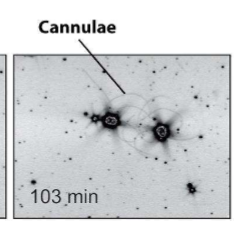 <ul><li><p>hollow glycoprotein tubes</p></li><li><p>link cells togehter to form a complex network</p></li></ul><p></p>