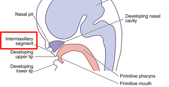 <p>Intermaxillary segment forms during week 5-6 → by fusion of medial nasal processes </p><ul><li><p>Develops into:</p><ul><li><p>Floor of nasal cavity and nasal septum</p></li><li><p>primary palate <strong>(anterior 1/3rds of the hard palate) </strong><em>which then forms the premaxilla</em></p></li></ul></li></ul><p></p>