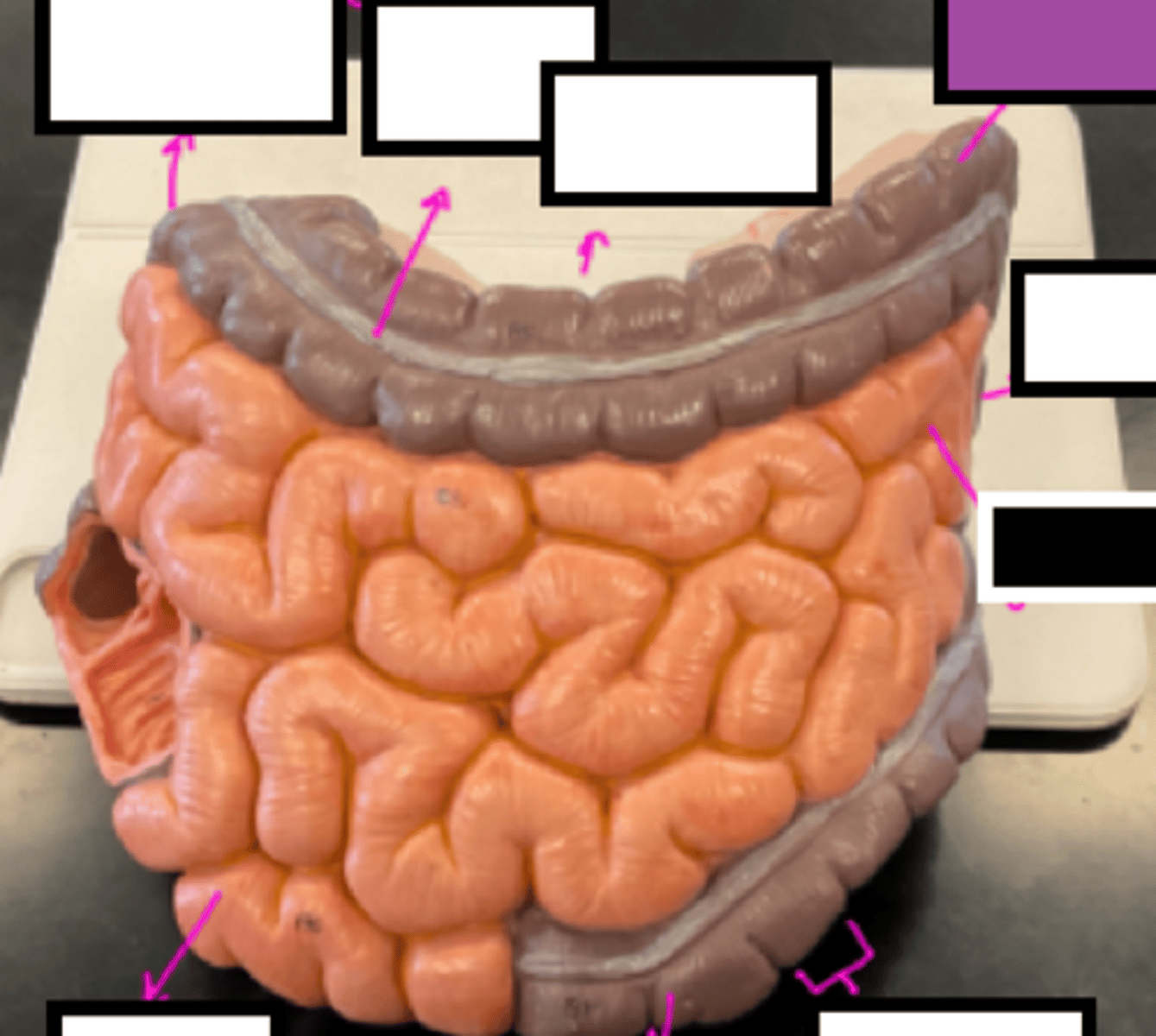 knowt flashcard image