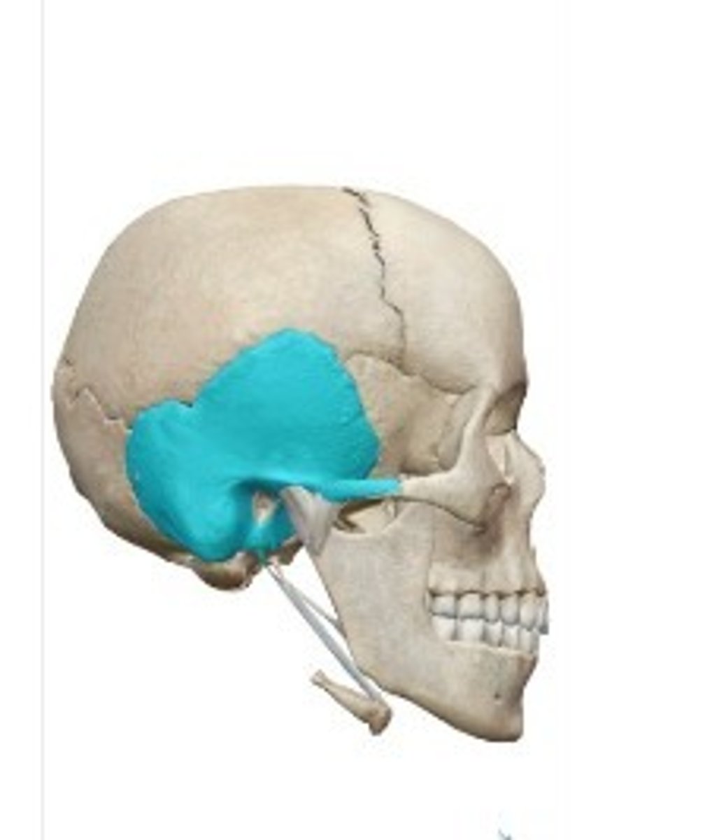 <p>What category of bone is it? What bone is it?</p>