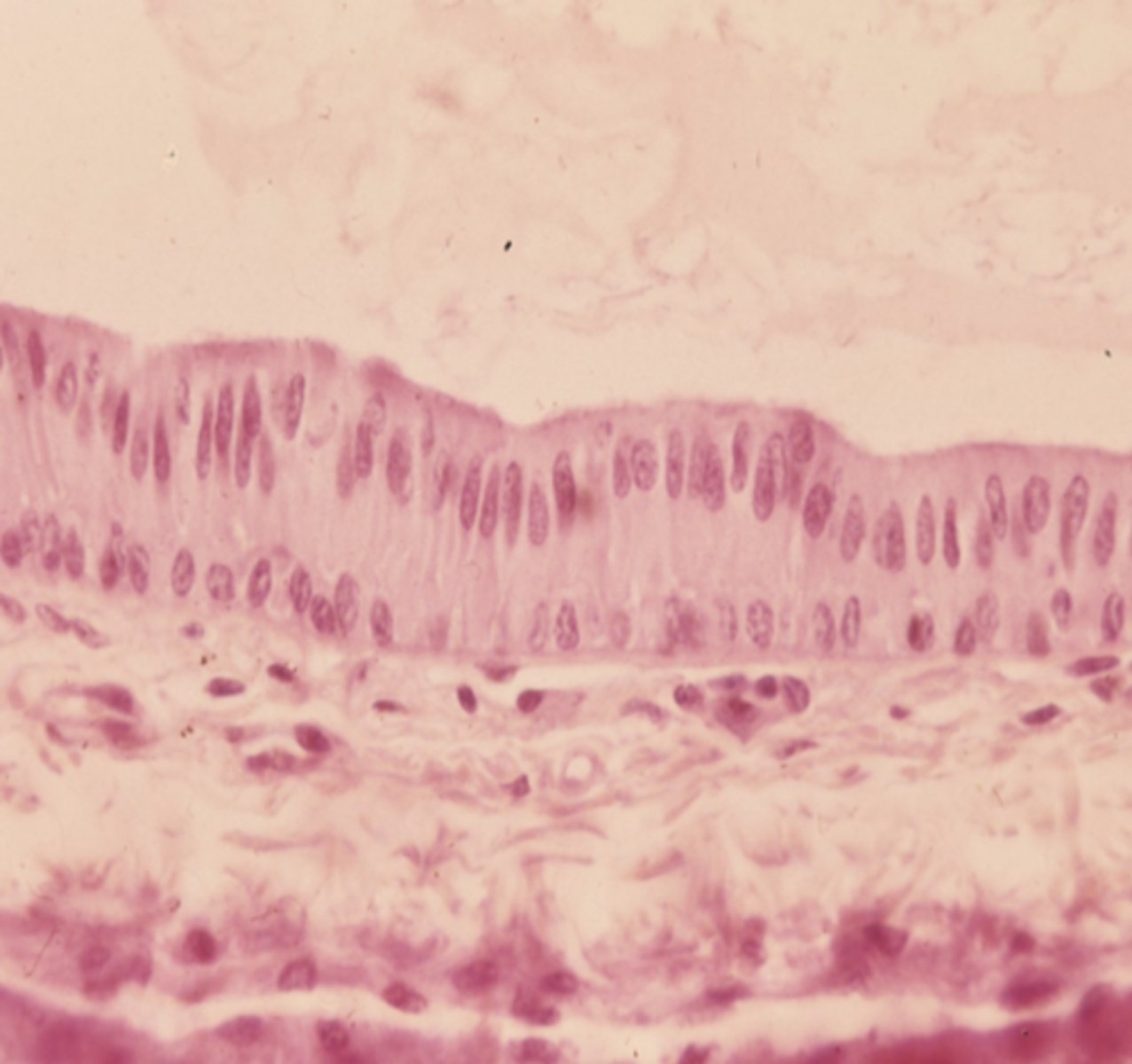 <p>what type of tissue is this</p>