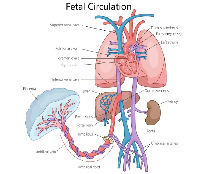 <p>b) ductus venosus</p>