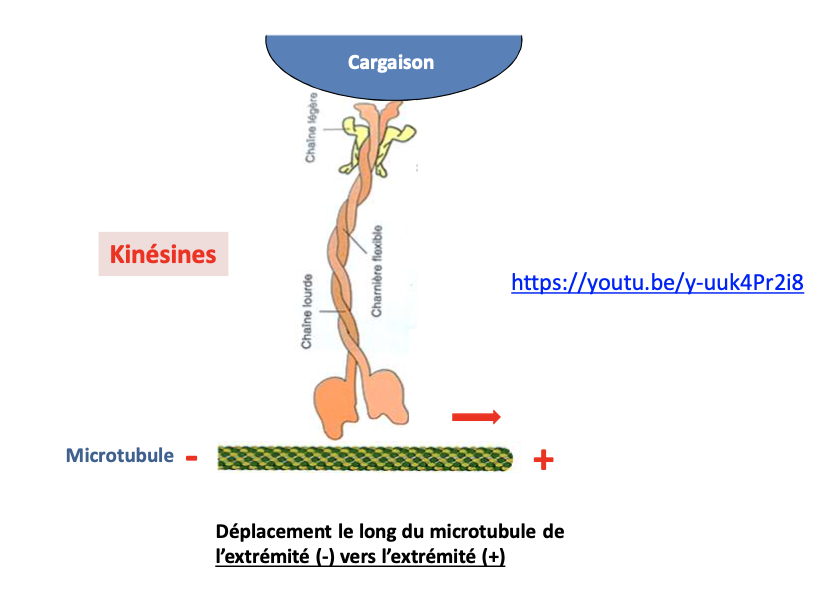 <p></p><ul><li><p><strong>Cargaison</strong> + <strong>protéine adaptatrice</strong></p></li></ul><ul><li><p><strong>Chaîne légère</strong> (liaison à la cargaison)</p></li><li><p><strong>Chaîne lourde</strong> (structure principale)</p></li><li><p><strong>Tige flexible</strong> (stalk, permet la flexibilité)</p></li><li><p><strong>Deux têtes globulaires</strong> → domaine moteur :</p><ul><li><p>Liaison au microtubule</p></li><li><p>Hydrolyse de l’ATP → mouvement pas-à-pas vers l’extrémité <strong>+</strong></p></li></ul></li></ul><p></p>