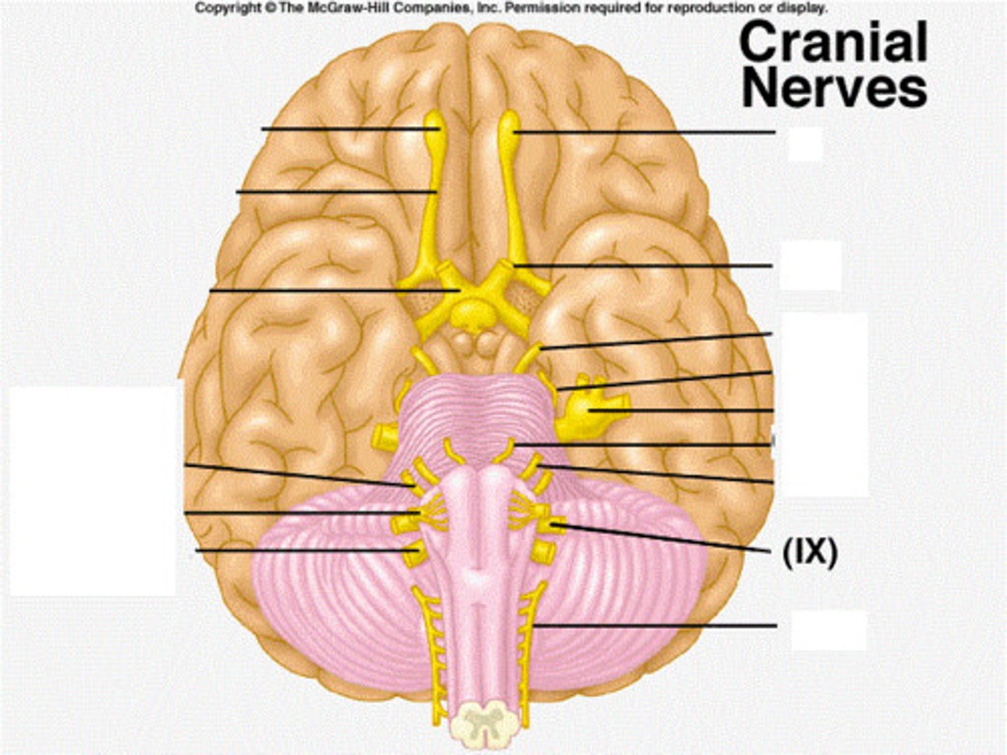 <p>-Swallowing, taste, and saliva secretion</p><p>(sensory from oral cavity, baro- and chemoreceptors in blood vessels; efferent for swallowing, parotid salivary gland secretion)</p><p>-Both Sensory and Motor</p>