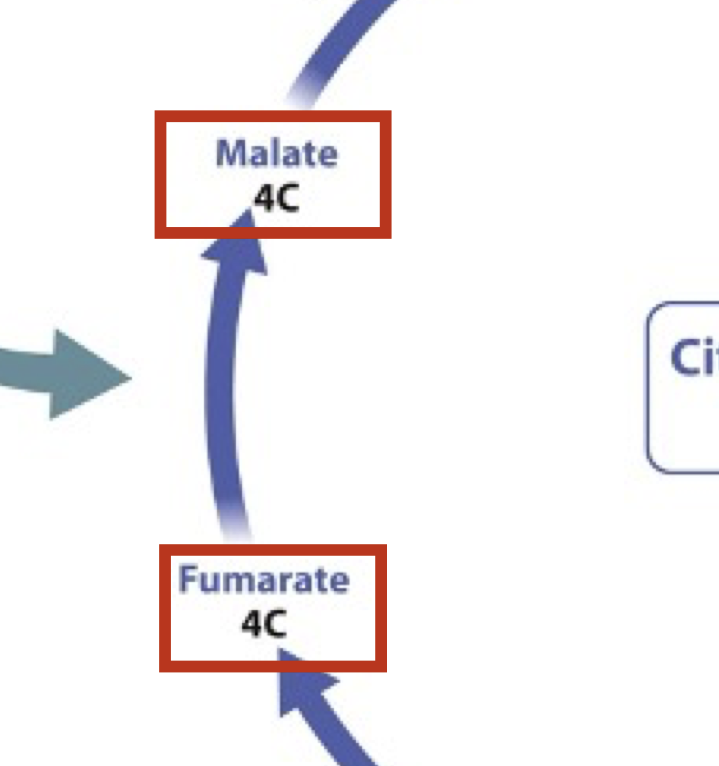 <p>4 carbon molecule converted to another form</p>