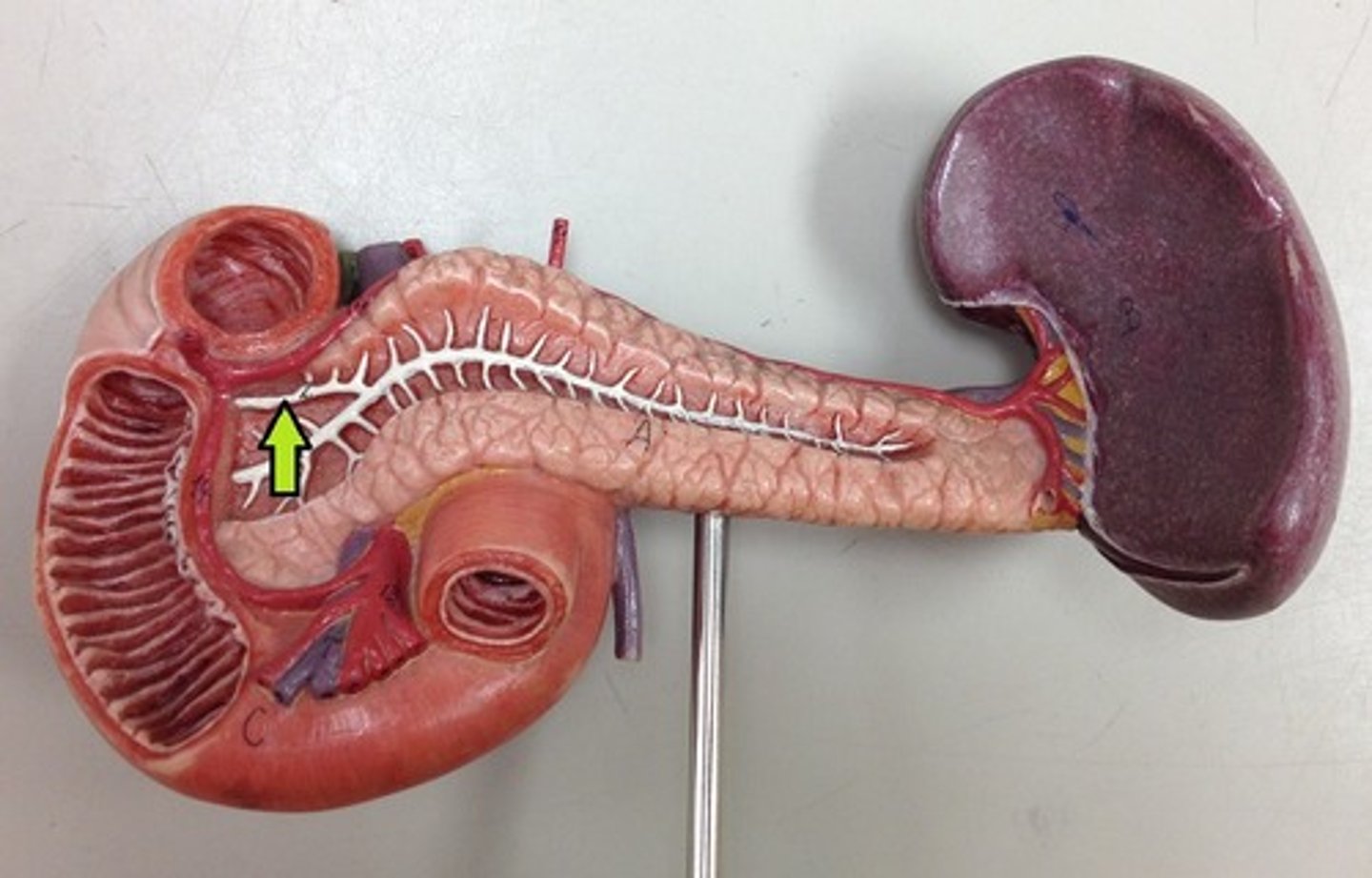 <p>The duct that carries digestive enzymes from the pancreas to the duodenum.</p>