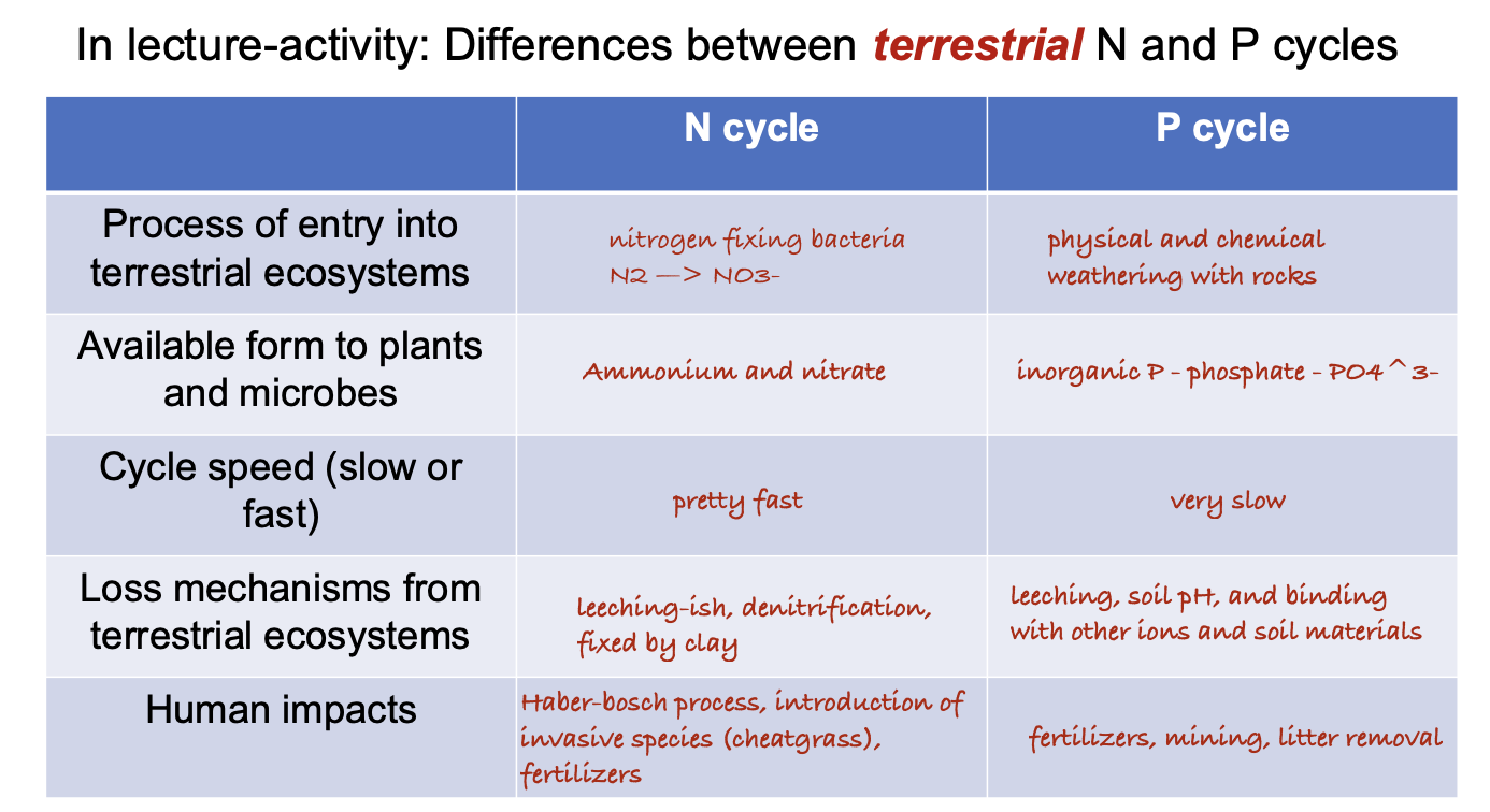 <p>D. The N cycle is relatively fast and the P cycle is relatively slow</p>