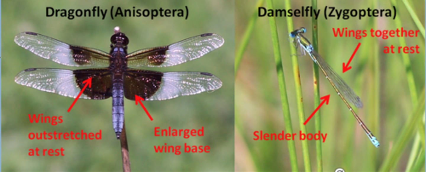 <p>Odonata Suborder</p><p>Dragonfly: wings broad at base and held horizontally at rest; no external gills (rectal gill)</p><p>Damselflies: wings narrow at base and held over back at rest</p><p>has external gills</p>