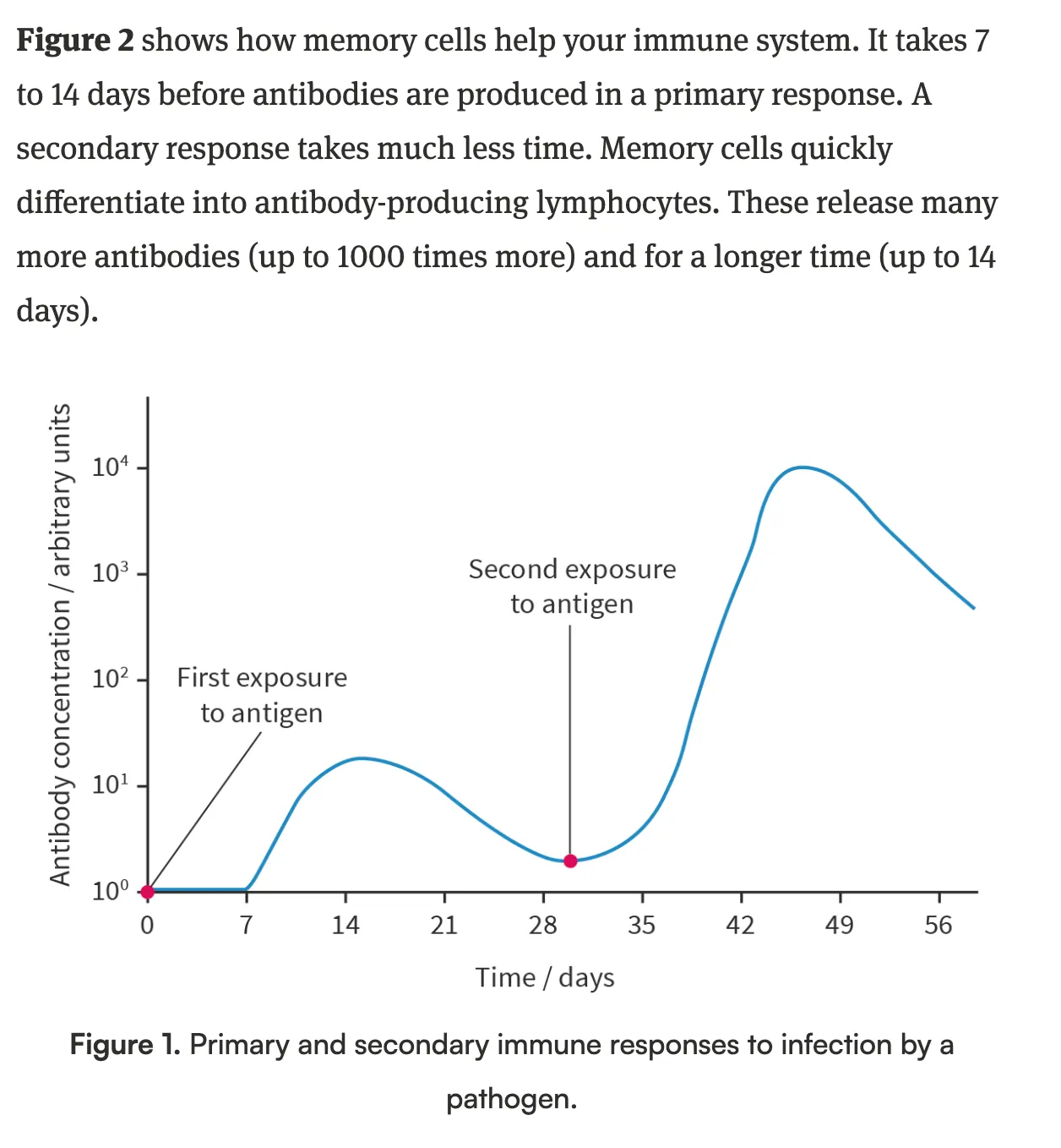 <ol><li><p>Primary response: when the immune system reacts to a pathogen for the first time</p></li><li><p>Secondary response: when the immune system reacts quicker upon reinfection of the same pathogen, this process involves memory cells</p></li></ol><p></p>