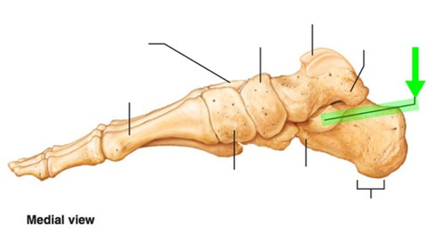 <p>The anteromedial surface of the calcaneus that largely supports the talus.</p>