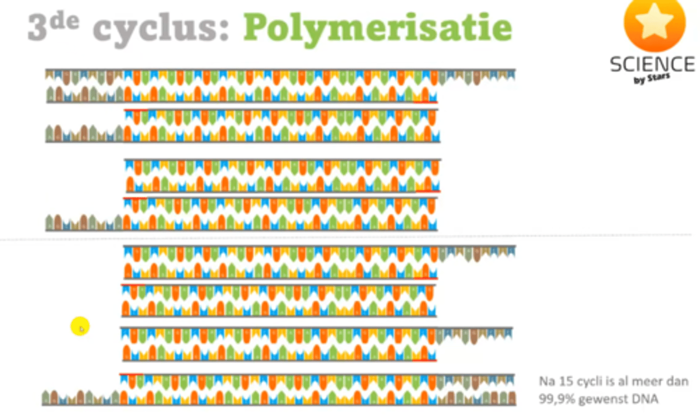 <p>je krijgt exponentieel meer DNA van de gewenste lengte</p>