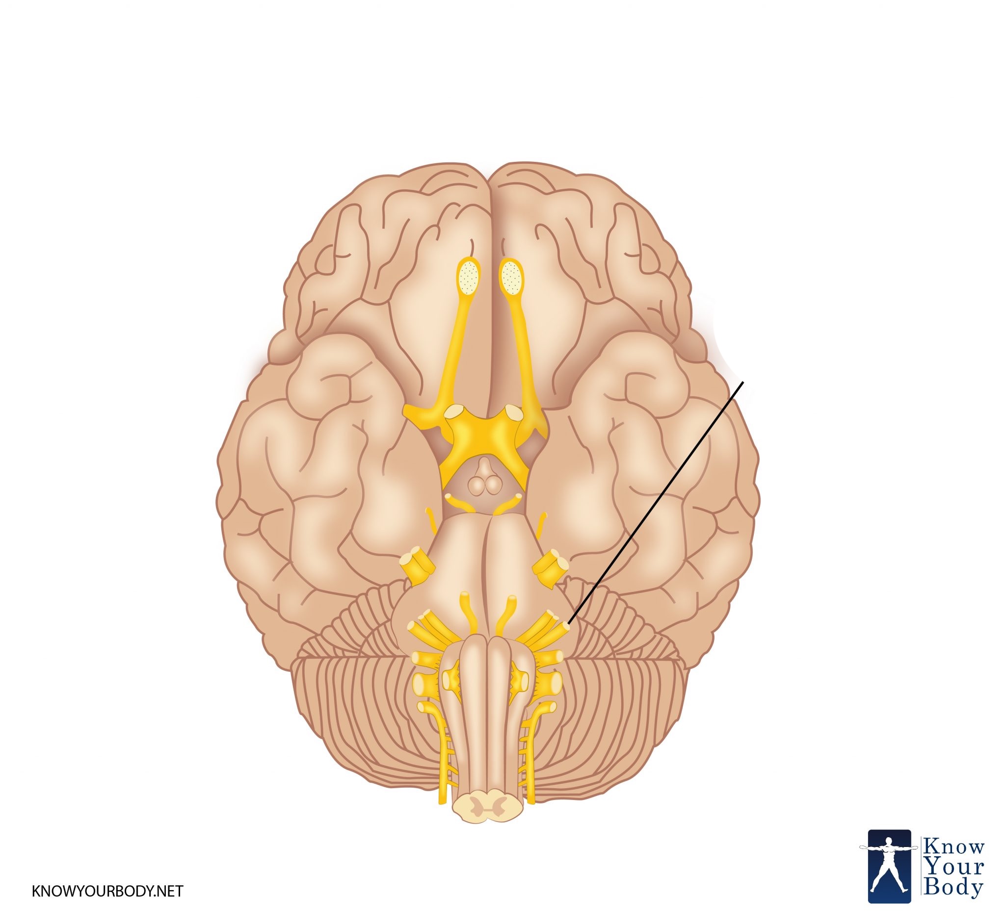 <p>What is the name and number of this craninal nerve?</p>