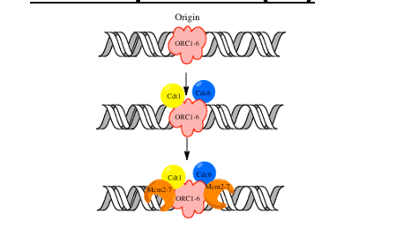<p>a protein complex that forms at the origin of replication during the initiation step of DNA replication</p>
