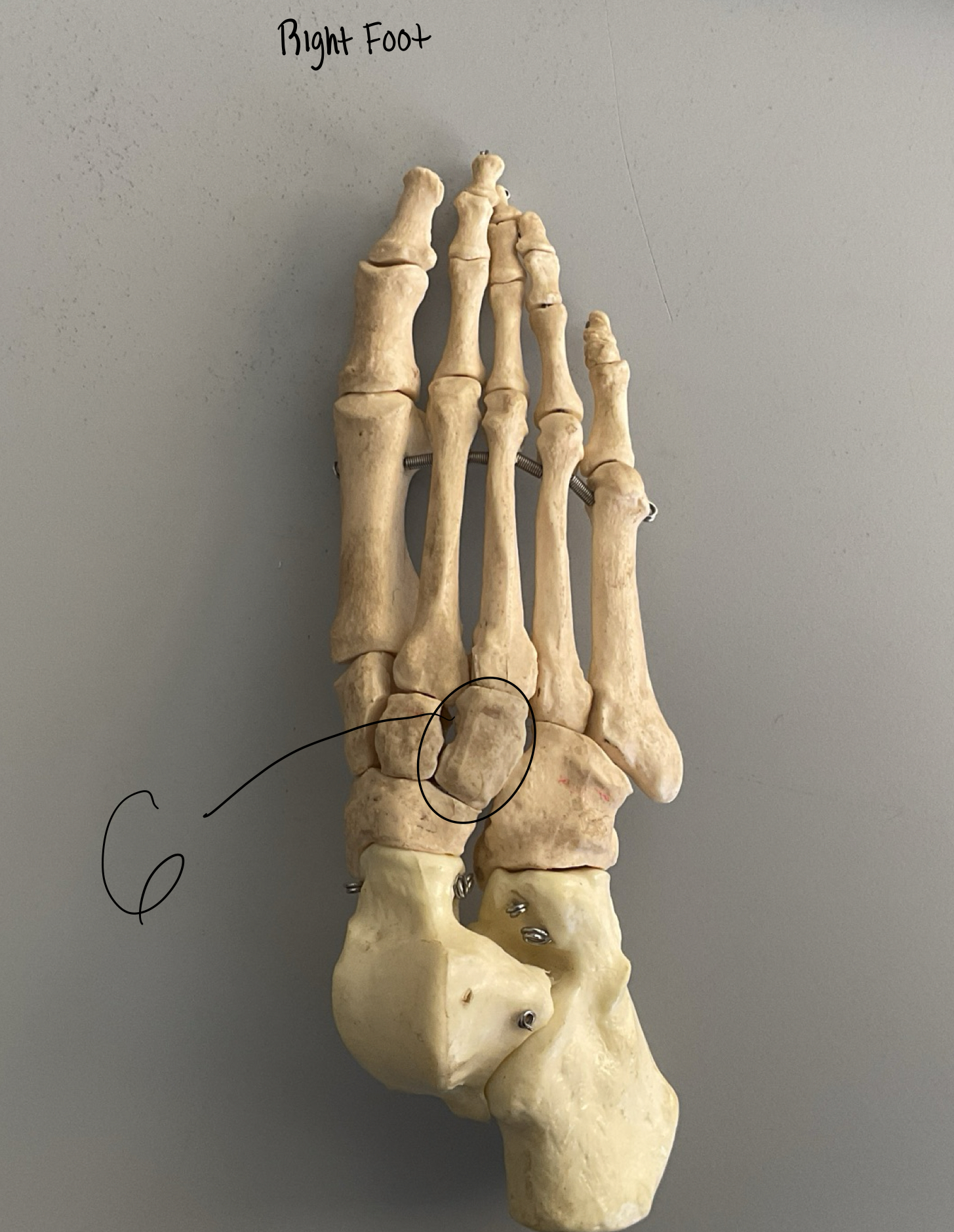 <p>6</p>