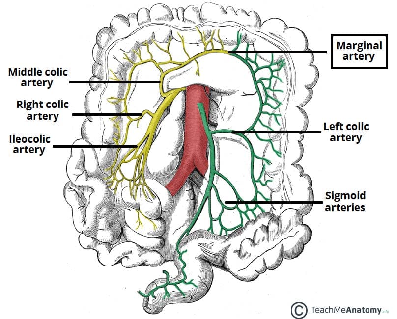<p>originates from superior and inferior mesenteric arteries - what connects them</p><p>supplies the large intestine</p><p></p>