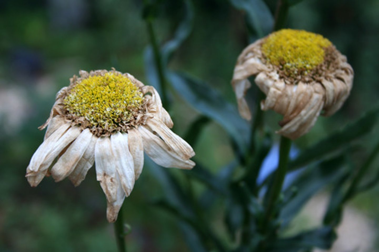 <p>To wilt, to die (for a flower)</p>