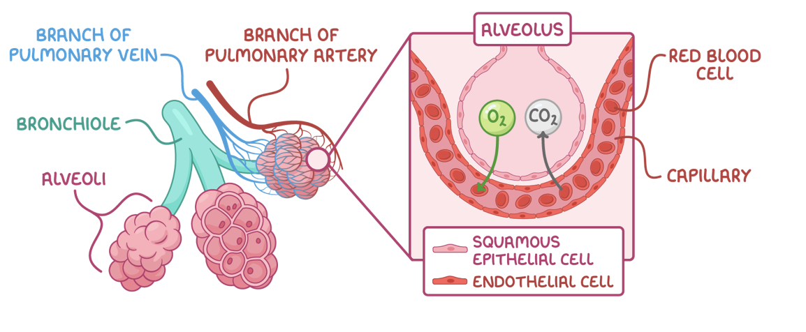<ol><li><p><strong>Oxygen diffuses from the alveoli into the pulmonary capillaries where it binds to haemoglobin in red blood cells.</strong></p></li><li><p><strong>Carbon dioxide dissociates from haemoglobin and diffuses from the blood into the alveoli.</strong></p></li></ol><p></p>