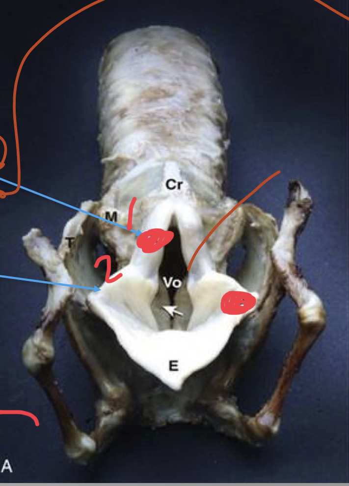 <p>what are the processes of the arytenoid and identify</p>