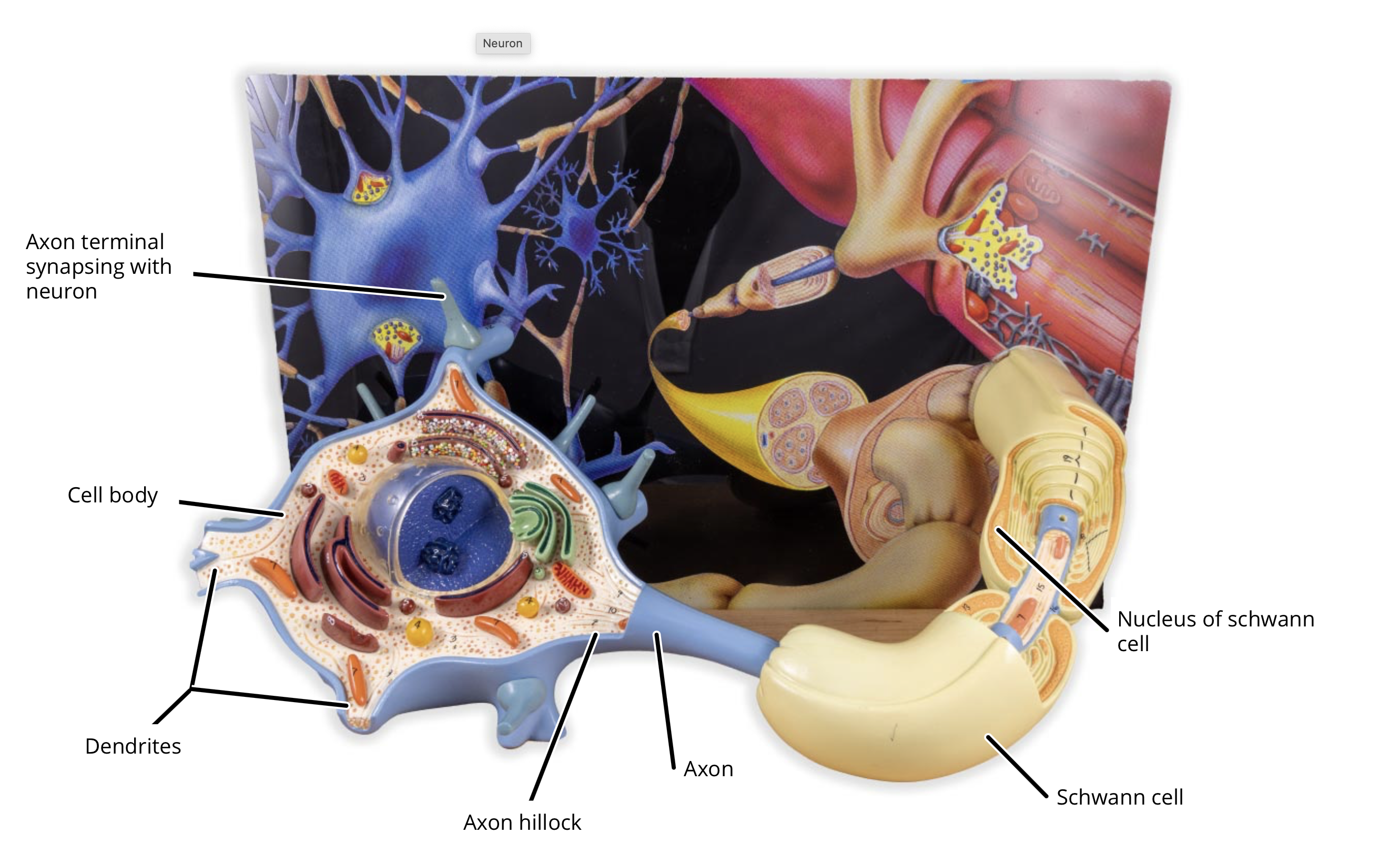 <ul><li><p>Dendrites </p></li><li><p>Soma / Cell Body</p></li><li><p>Axon Hillock </p></li><li><p>Axon </p></li><li><p>Telodendrion </p></li><li><p>Axon Terminal / Synaptic End Bulb</p></li><li><p>Synaptic Cleft </p></li></ul><p></p>