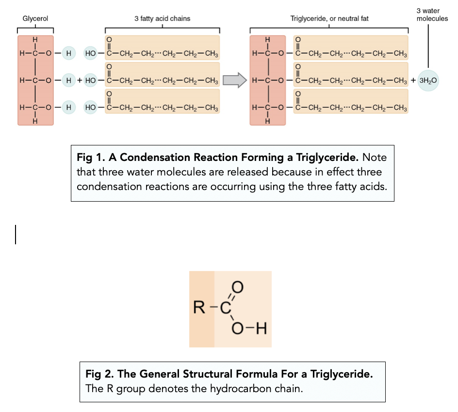 <p>Triglyceride + 3 x H2O</p>