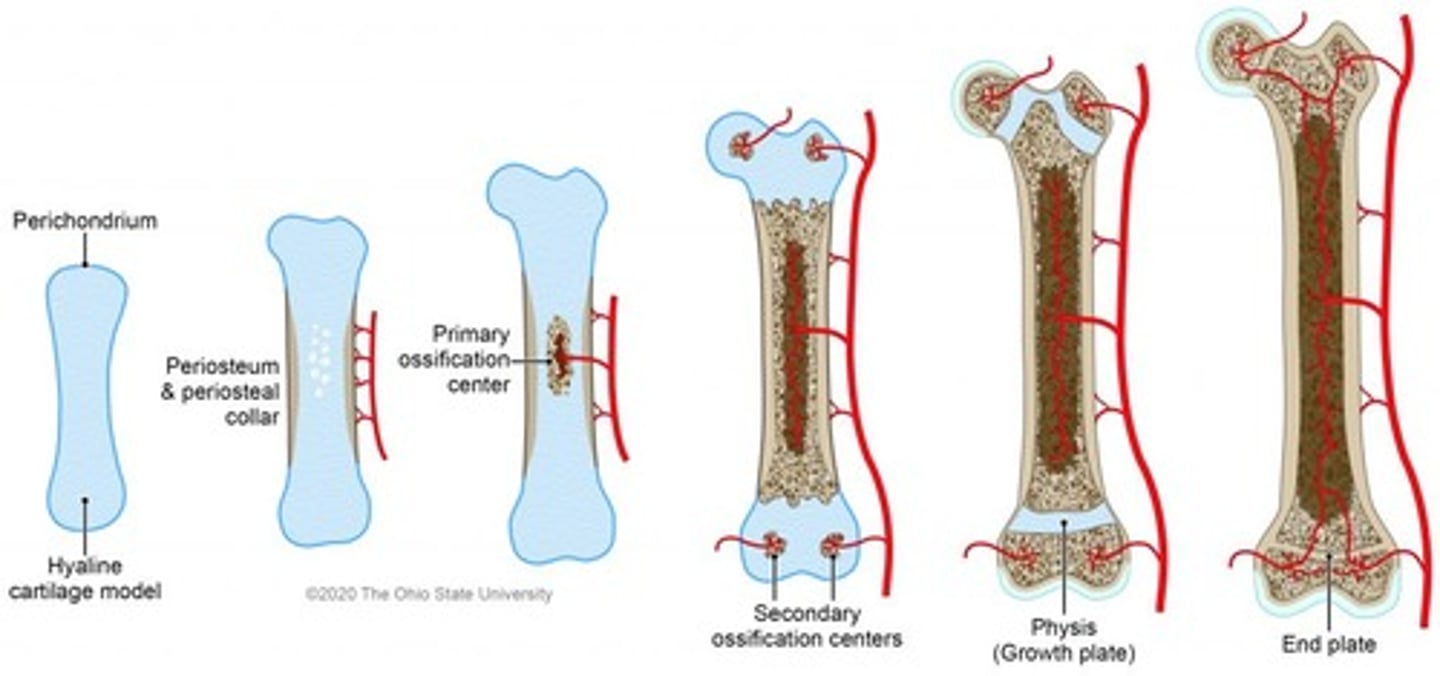 <p>endochondral ossification</p>