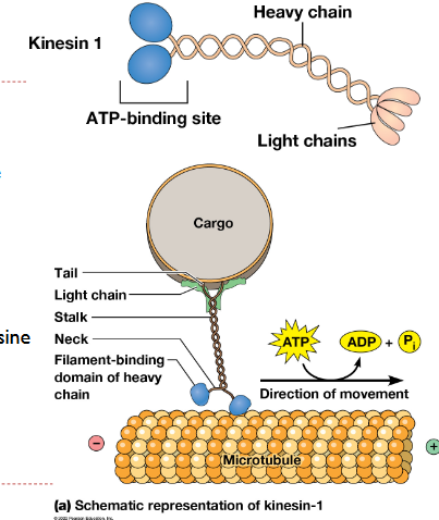 <p>kinesine-1 = + georiënteerd</p>