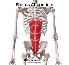 <p>rectus abdominis (SF) action/function</p>