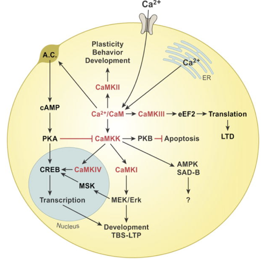 <ul><li><p>Phosphorylation of CAMKK by PKA is inhibitory</p></li><li><p>CAMKK → PKB (Akt) → apoptosis</p></li><li><p>CAMKK → CAMKIV → CREB</p></li><li><p>CAMKK → CAMKI → MEK/Erk → MSK → CREB</p></li></ul><p></p>