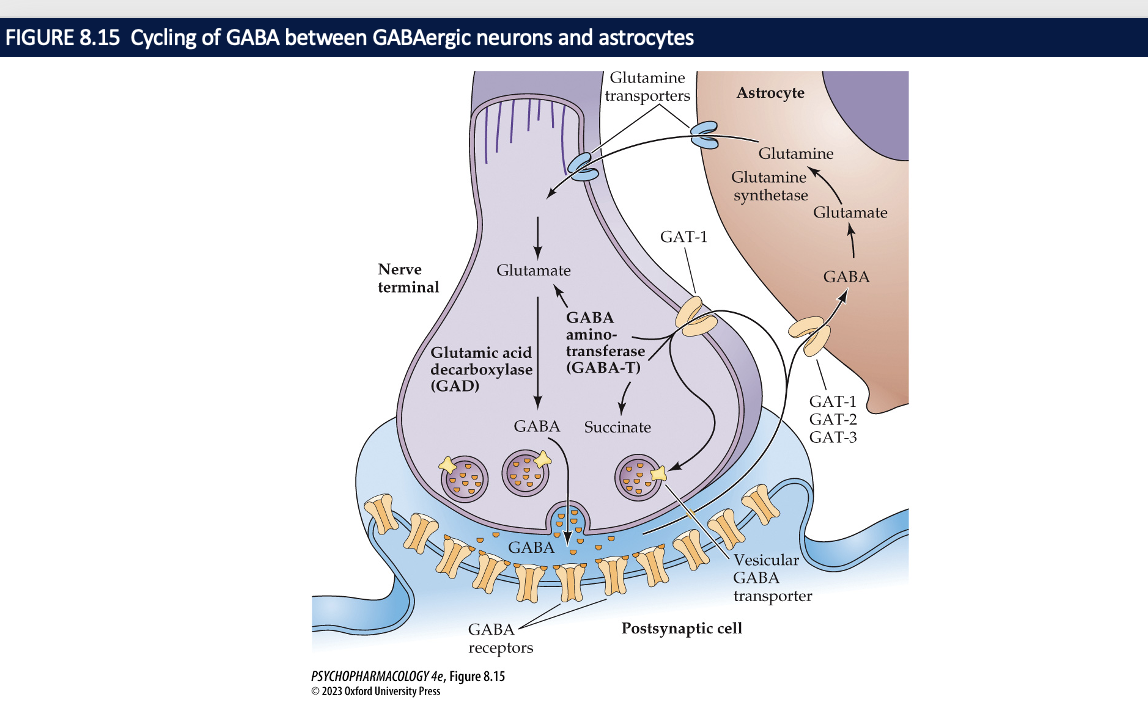 After neurons release GABA, it can be transported back into the nerve terminal by GAT-1 or transported into nearby astrocytes by GAT-2 or GAT-3. Inside the cell, GABA is metabolized to glutamate and succinate by GABA aminotransferase (GABA-T). In the case of astrocytes, the glutamate is converted into glutamine by the enzyme glutamine synthetase. The glutamine can later be released by the astrocytes, taken up by neurons, converted back into glutamate by the enzyme glutaminase, and finally used to resynthesize GABA.