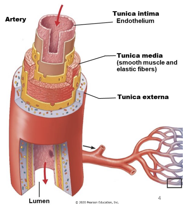 <p>3 layers common to arteries and veins</p><ul><li><p>tunica intima </p></li><li><p>tunica media</p></li><li><p>tunica externa</p></li></ul><p></p>