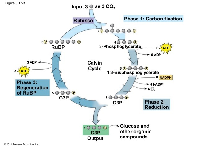 <ul><li><p>Reactions starts with ribulose-1,5-biphosphate (RuBP) adding CO2 molecule to form (2X) 3-phosphoglycerate</p></li><li><p>The enzyme involved here is called rubisco = ribulose-1,5-biphosphate carboxylase. this is the most abundant enzyme on Earth</p></li><li><p>Next step is a requirement for ATP to produce 1,3-biphosphoglycerate (3C)</p></li><li><p>Then NADPH is required to form glyceraldehyde-3-phosphate, goes on to form sugar</p></li><li><p>RuBP is reformed to continue the cycle</p></li><li><p>Energy in the form of ATP is required for</p></li></ul><p></p>