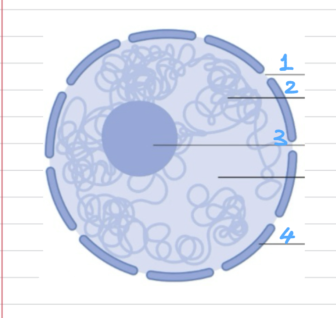<p>Label </p>