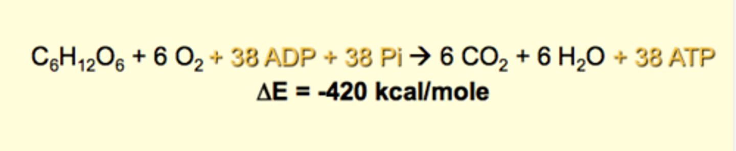 <p>- major production of heat</p><p>- occurs spontaneous (neg.) v. ATP which is not (pos.)</p><p>- only 33% of the energy from glucose oxidation is captured and stored as ATP</p>